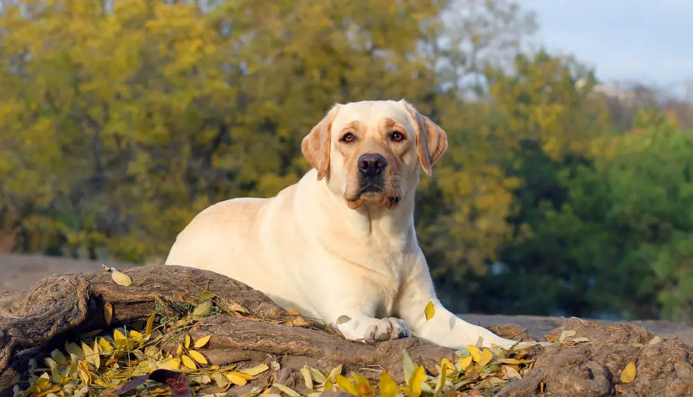 Labrador Retriever: An Overview of Its History, Characteristics, and Temperament