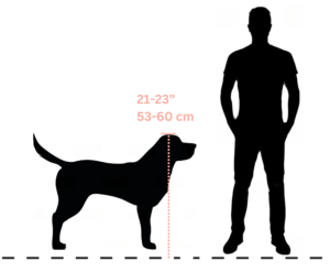 Average Height for Labrador Puppies