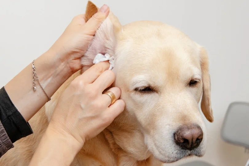 Clean Labrador Ears