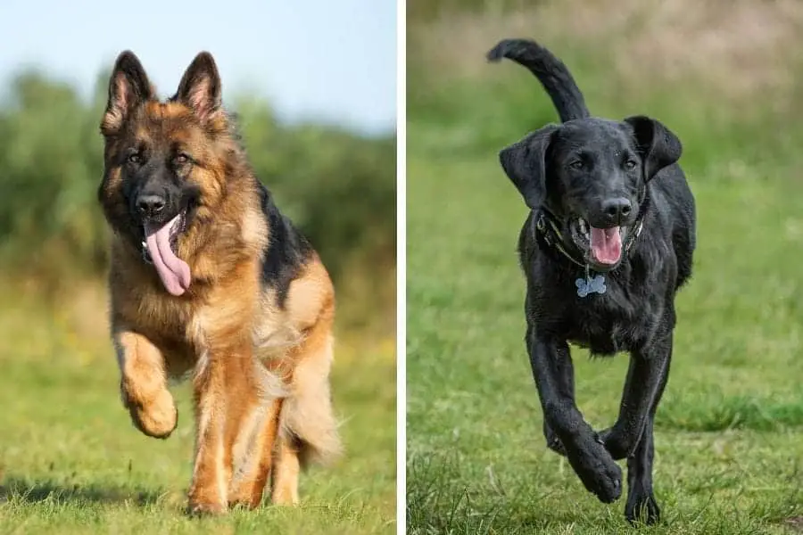Cost for Labrador and german Shepherd