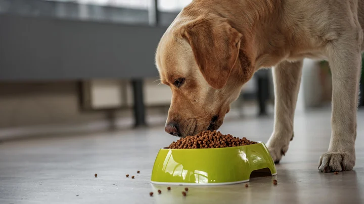 Diet and nutrition for labrador