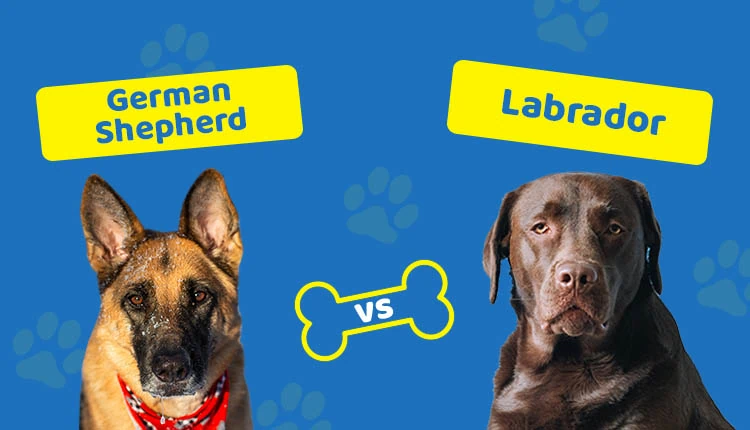 Labrador vs German Shepherd