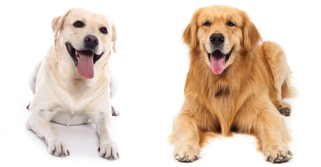 Golden Retriever vs Labrador Temperament 1