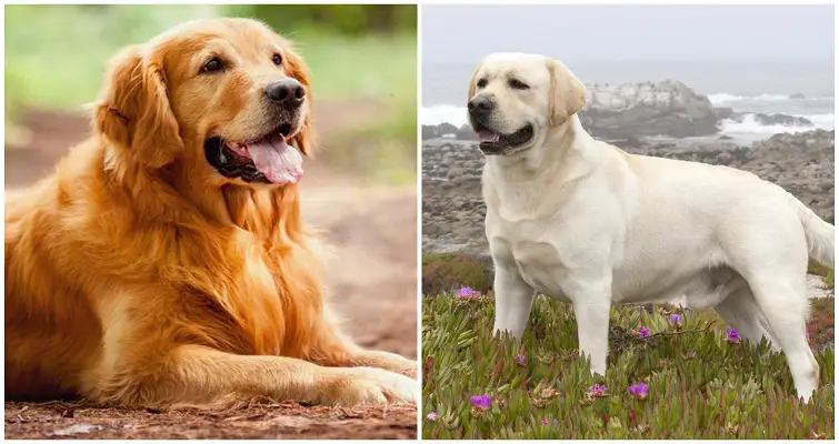 History Labrador vs Golden Retriever