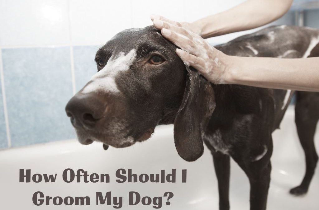 How often Labrador need grooming