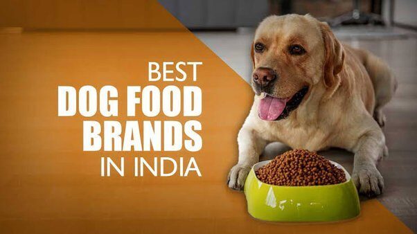 Labrador Food in India