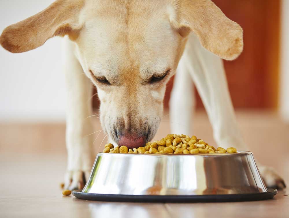 best food for the Labrador