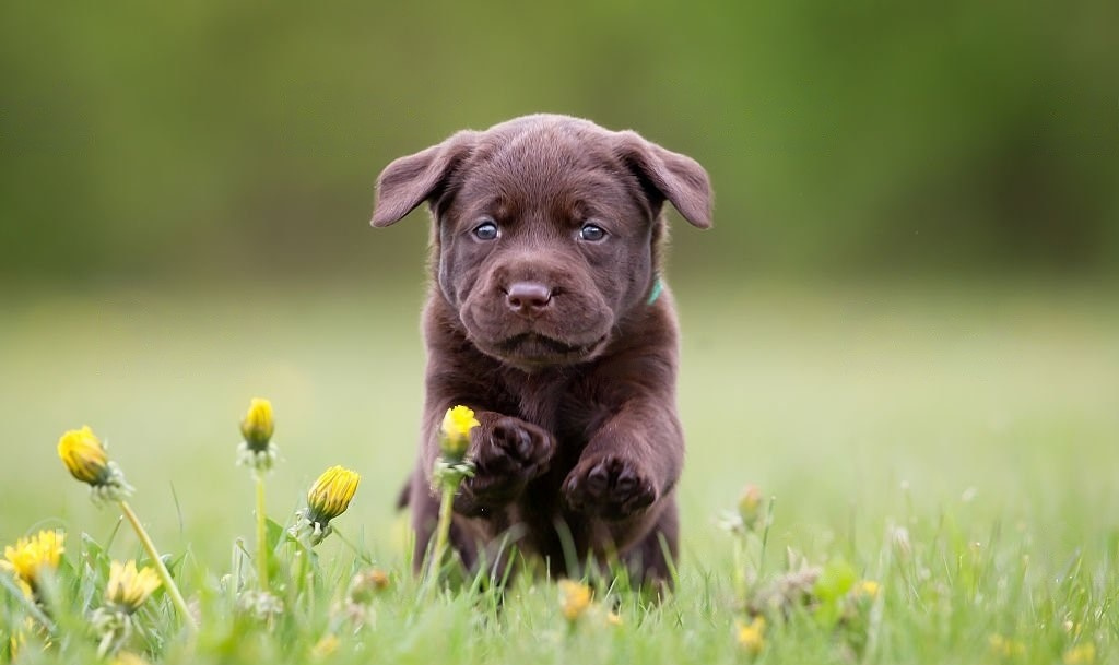 Labrador Puppy Everything you need to know