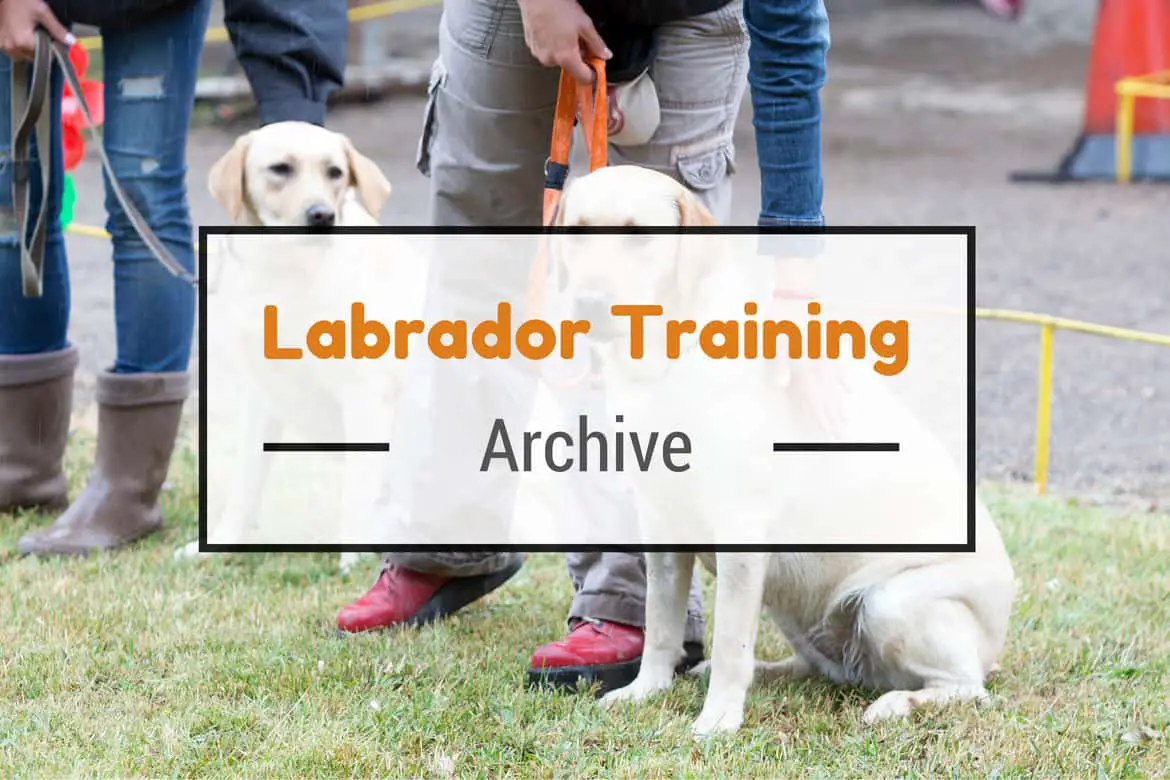 Labrador Training in India