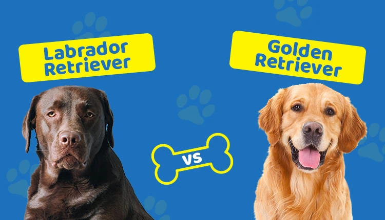 Labrador vs Golden Retriever