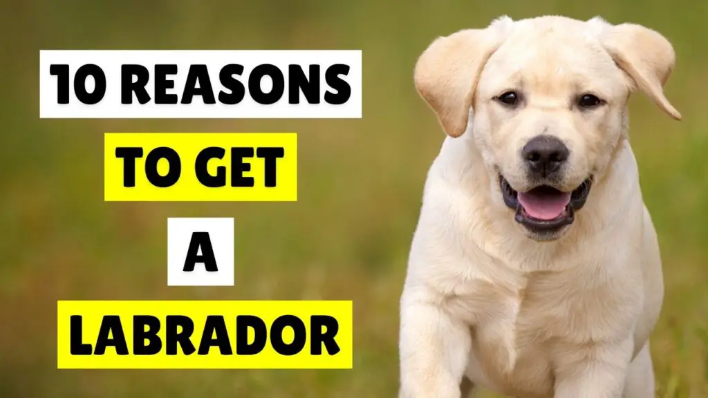 Reasons to Own Labrador