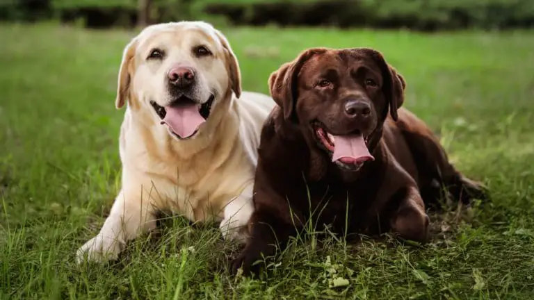 Similarities between a golden retriever and Labrador