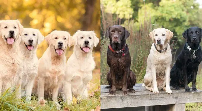 Size Labrador vs Golden Retriever