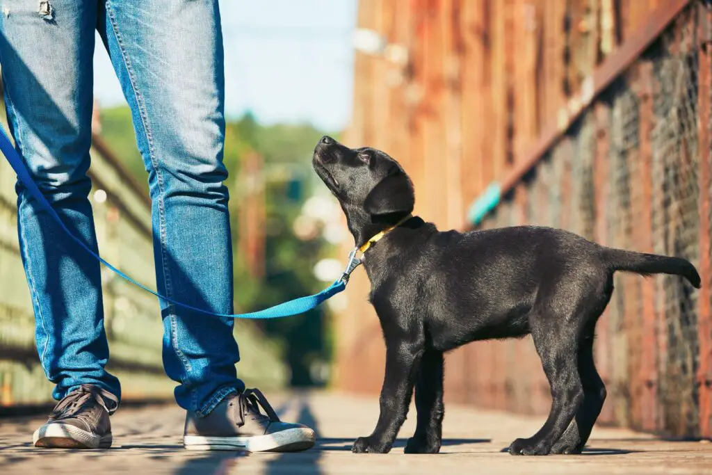 Tips and Tricks for a Well-Behaved Dog