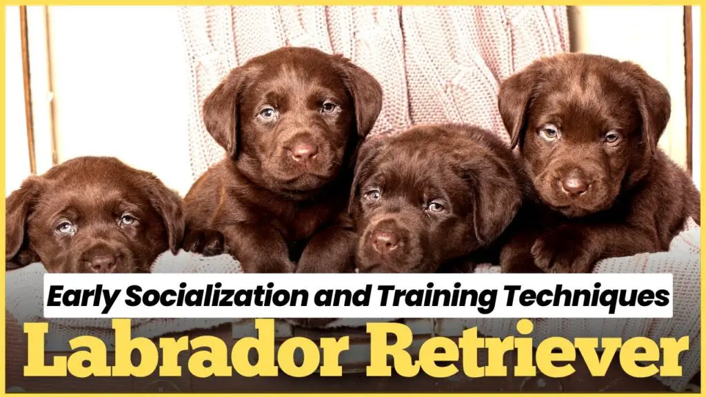 Training and socialisation for Labrador