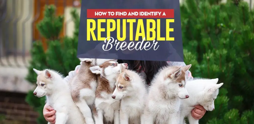How to Choose a Reputable Breeder
