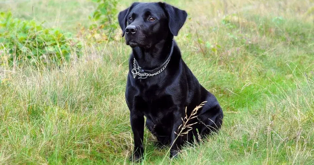 Why do Labradors need rescuing in India