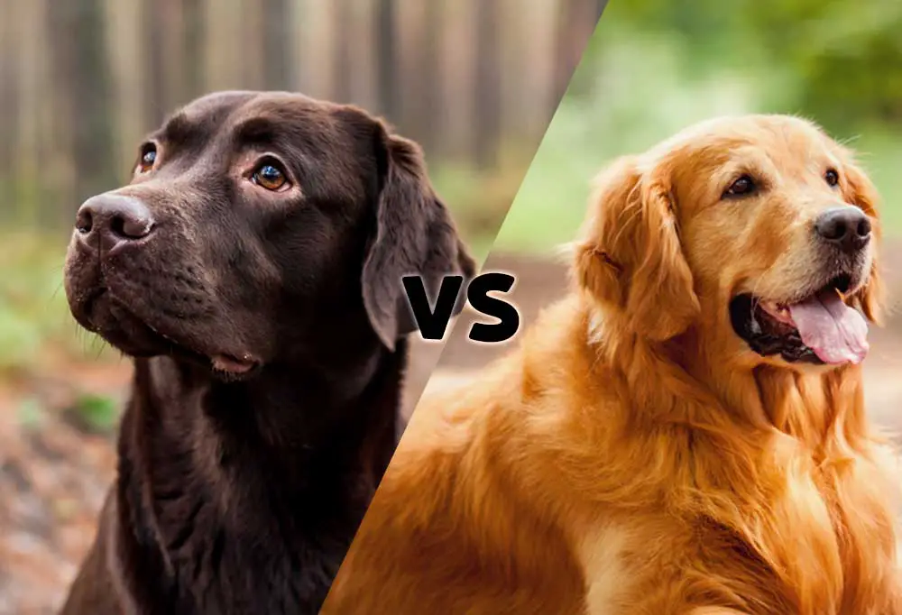 differences between Labrador and Golden Retriever