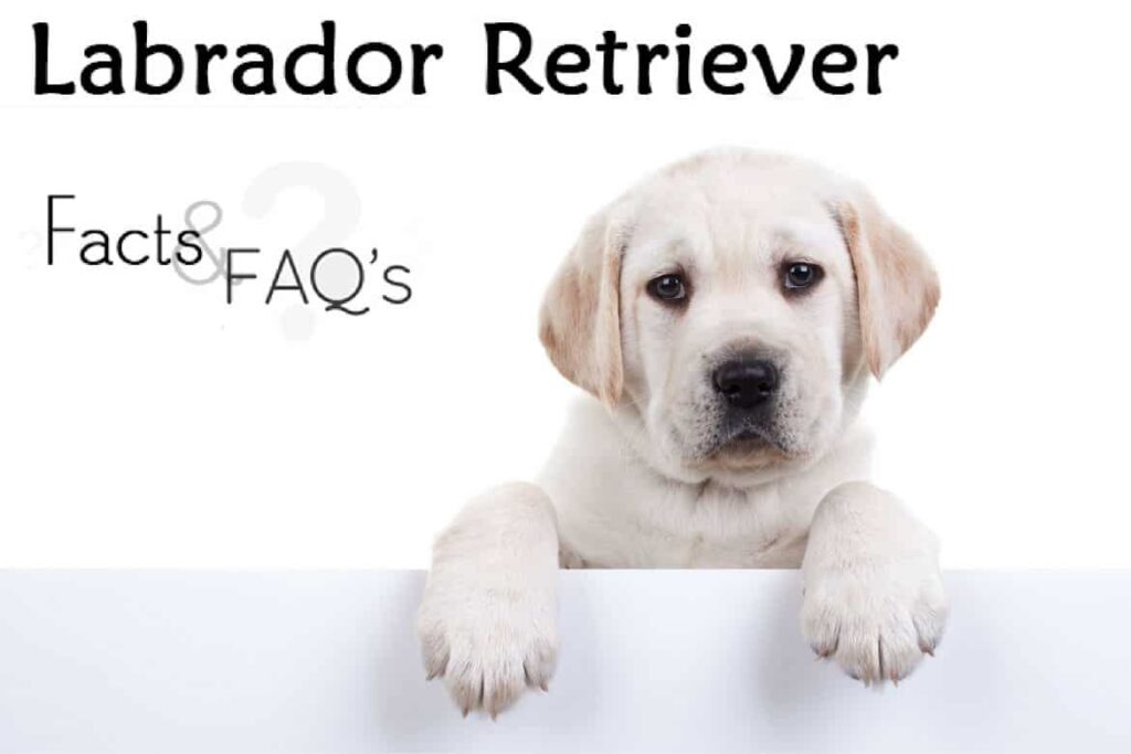 facts and faqs for labrador puppies