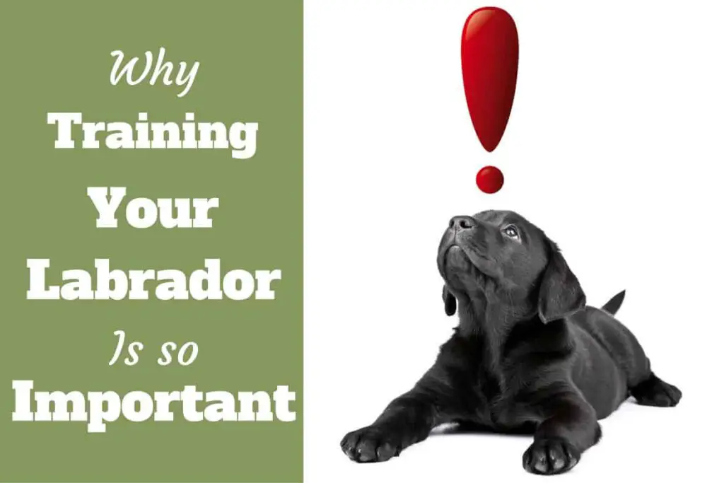 importance of Labrador training
