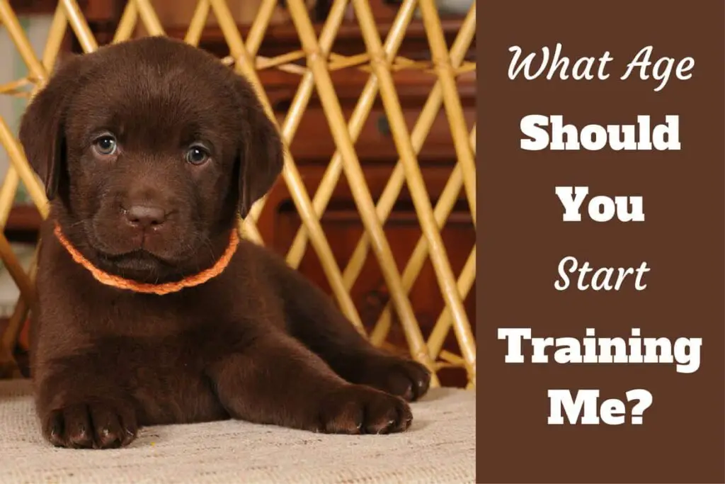 when to start training a puppy