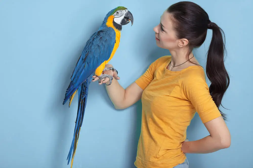 Challenges and Considerations of Macaw Ownership