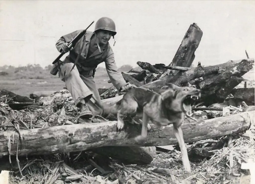 German shepherd in world war 