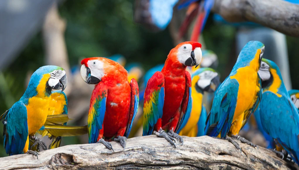 Social Behavior of Macaw Parrots