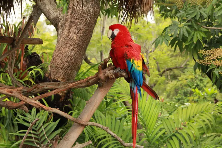 Tropical Rainforests Macaw 