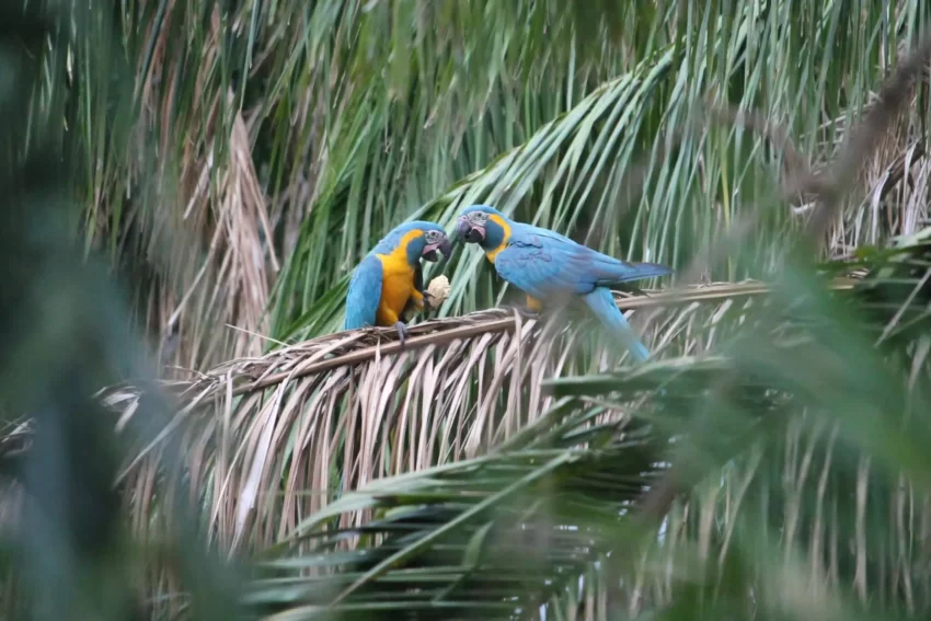 Savannas and Grasslands Macaw