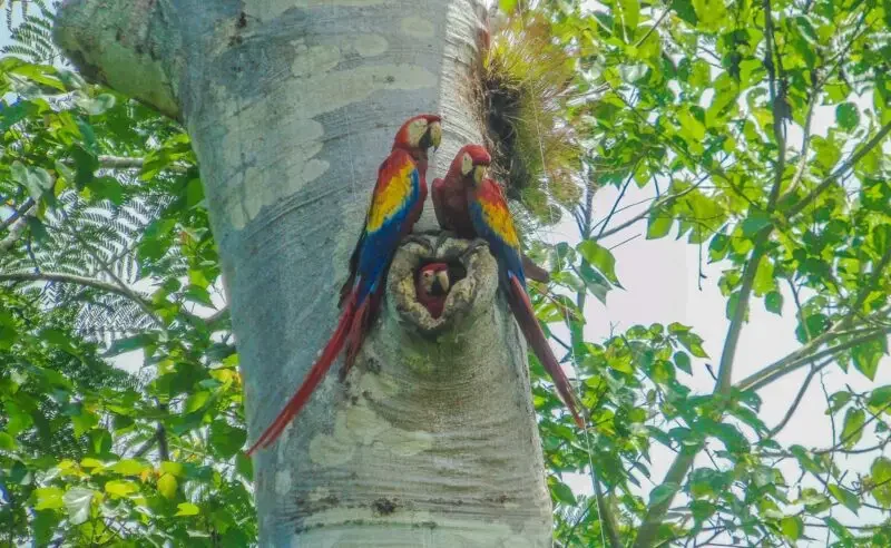 Subtropical and Temperate Forests Macaw