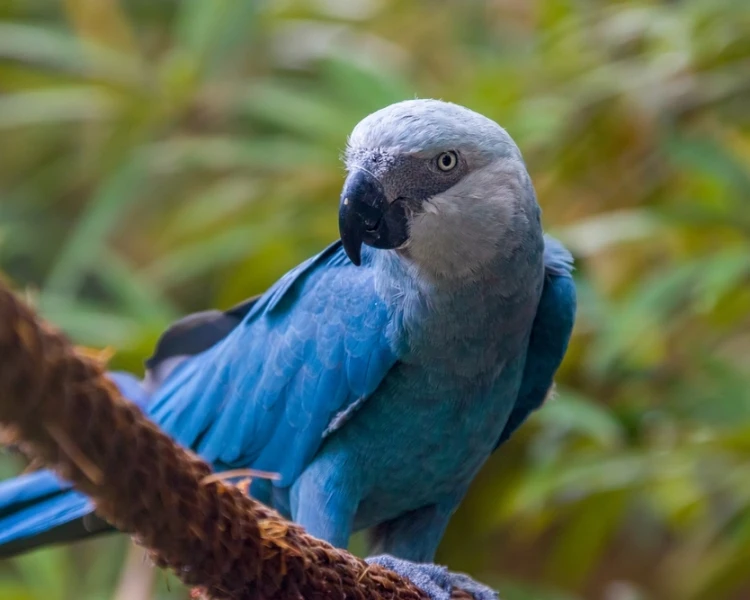 Appearance of Spix Macaw
