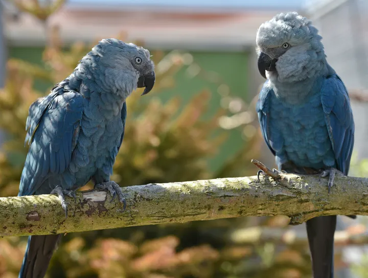 Behavior of Spix Macaw