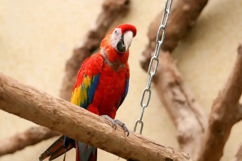 Factors Impact the Macaw Lifespan