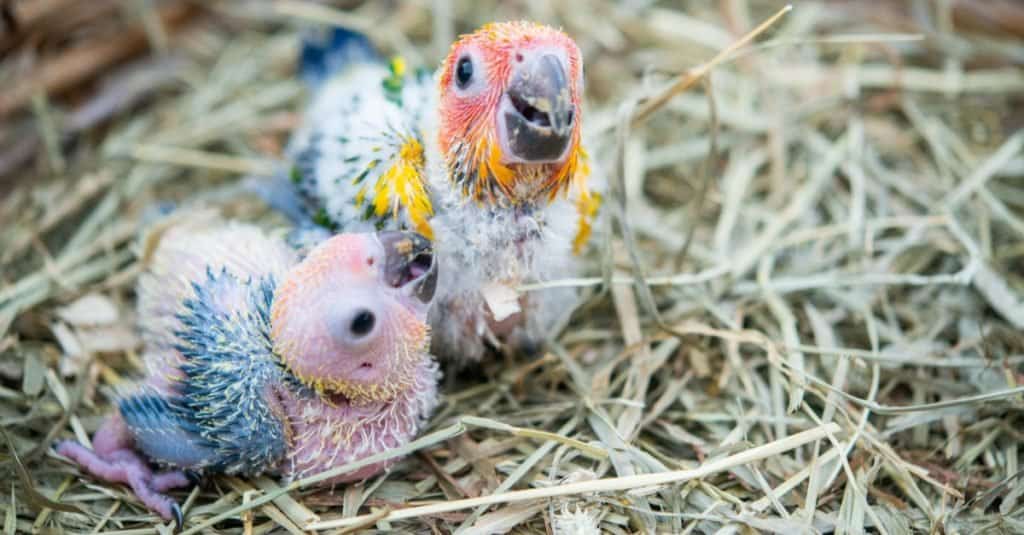 Average Macaw Lifecycle