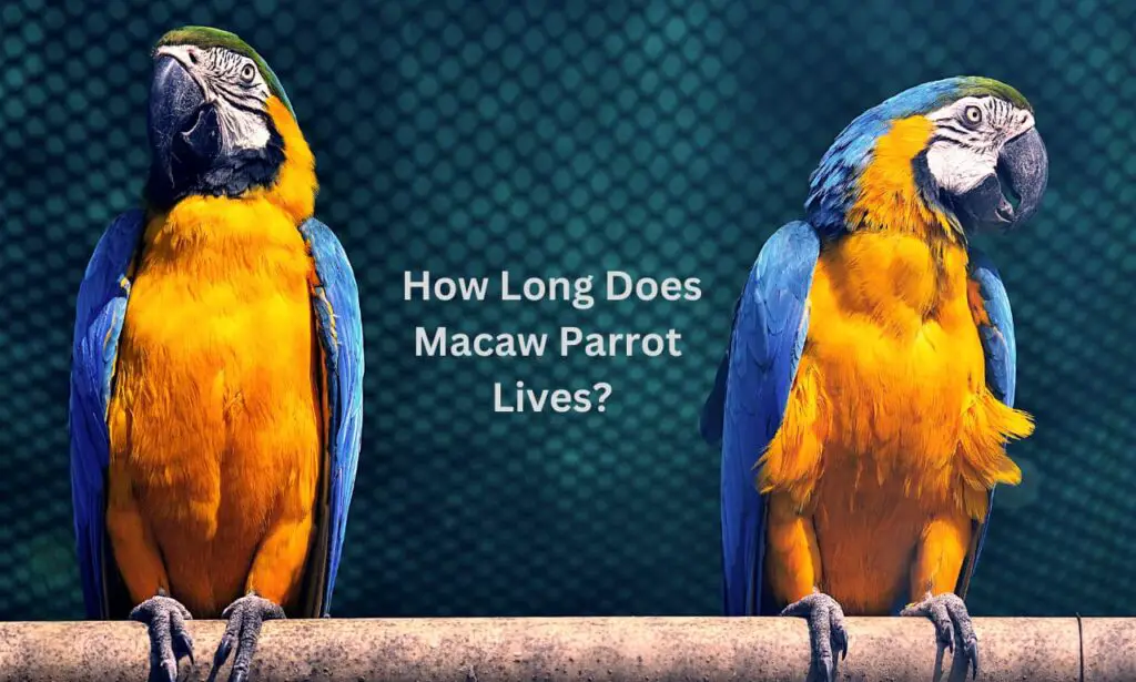 How Long Does Macaw Parrot Lives?