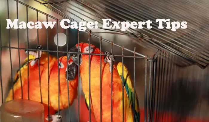 Macaw Parrot Cage