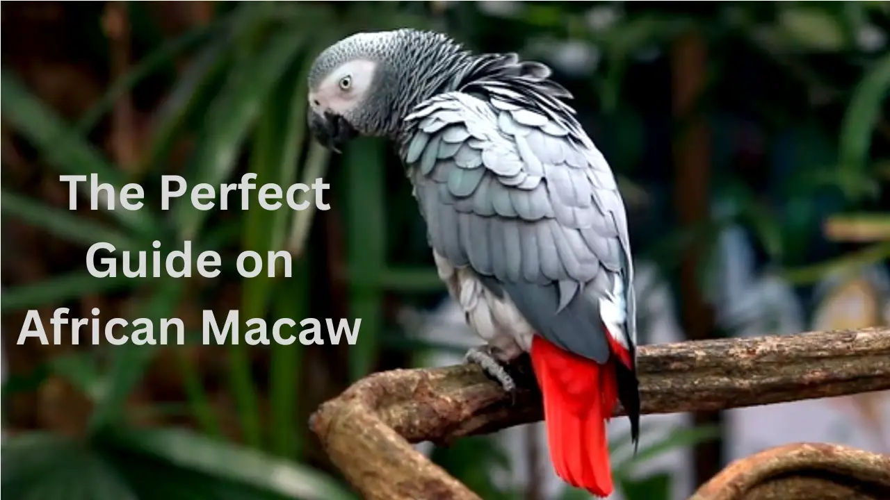 African Macaw