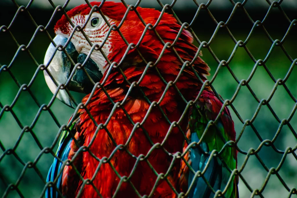 Tips For Selecting Macaw Parrot Cage