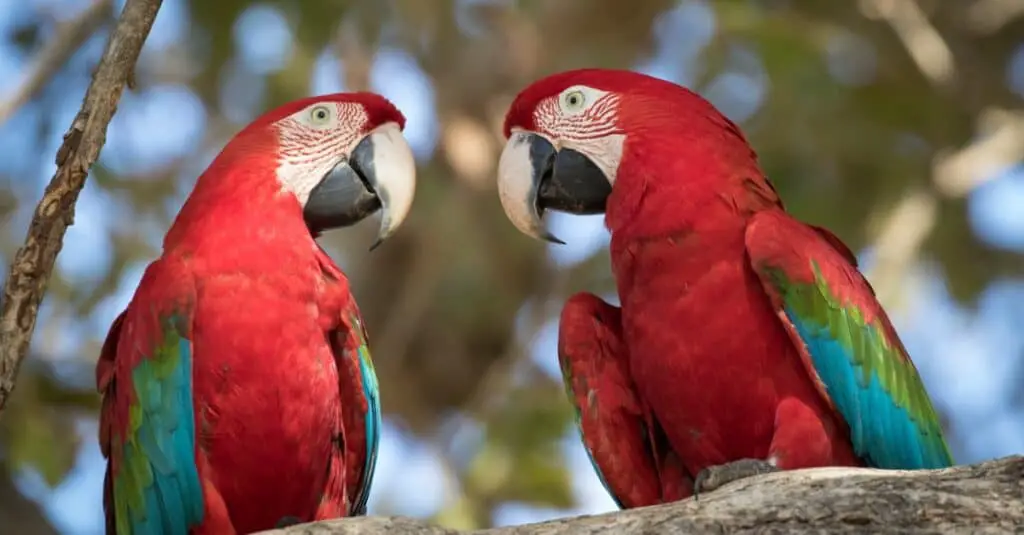 Tips To Improve Macaw Lifespan