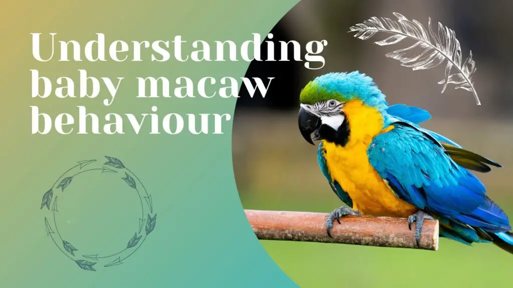 Understand Macaw Behavior