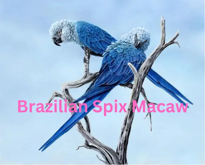 Brazilian Spix Macaw