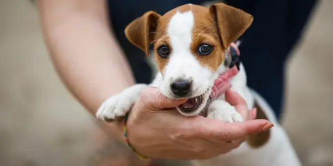 Jack Russell Terrier caring tips