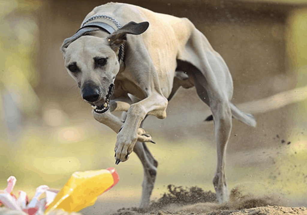 Temperament of Rampur Greyhound