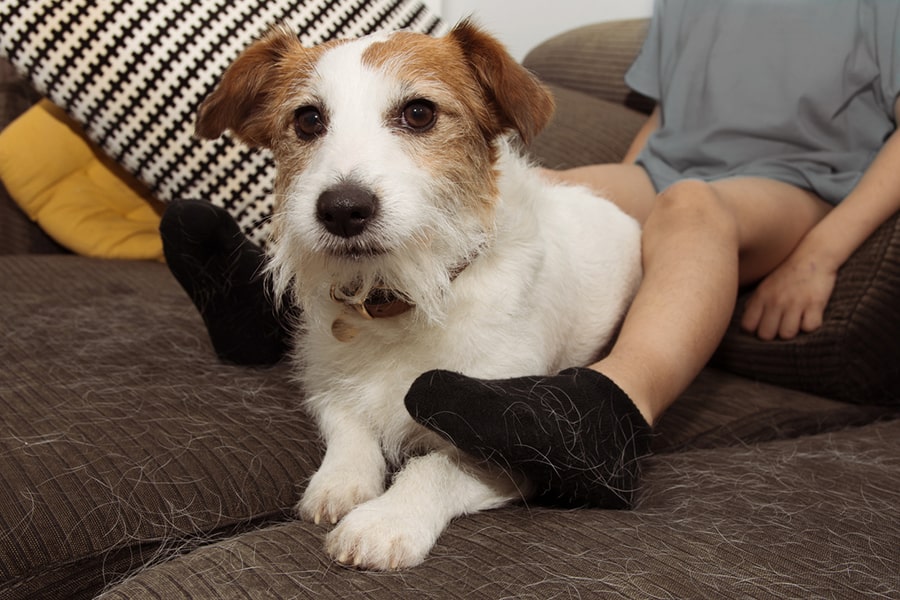 Jack Russell Terrier Temperament